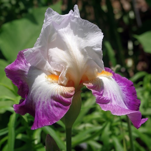 Iris germanica Bold Fashion